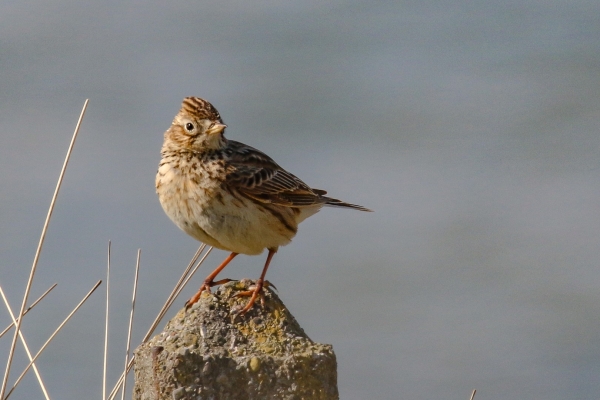 A Skylark stands on a post at the East Coast Nature Reserve, Wicklow