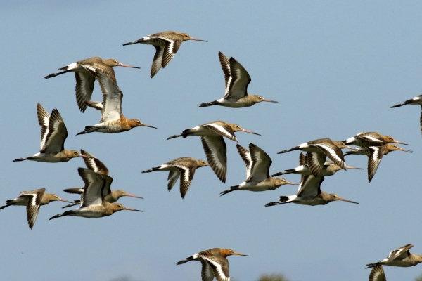 Black Tailed Godwits fly over East Coast Nature Reserve in Wicklow