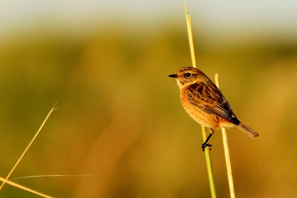 A Stonechat clings to a reed in afternoon sunlight at East Coast Nature Reserve