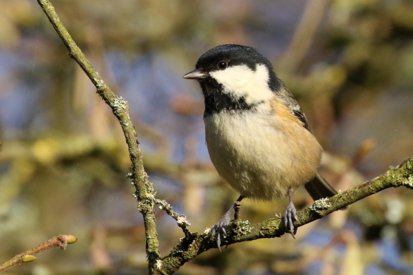 A Coal TIT sits in a tree at the East Coast Nature Reserve