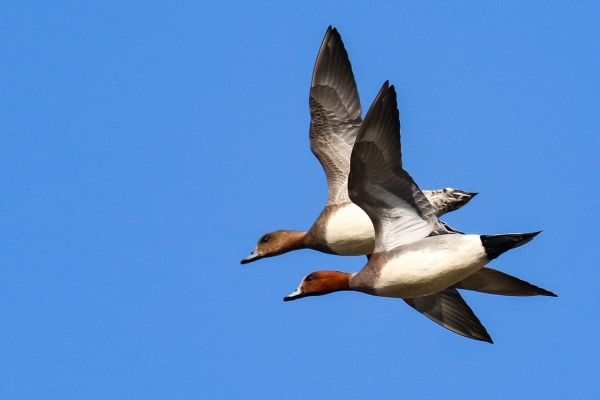 A pair of Wigeon fly over East Coast Nature Reserve, Wicklow