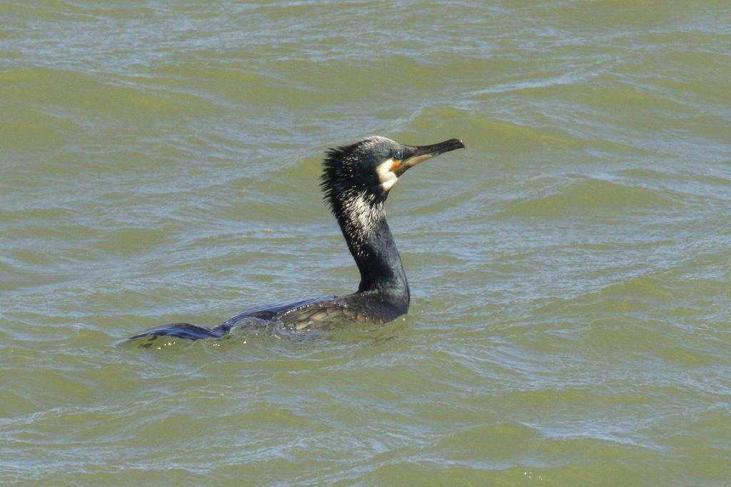 bird watching Wicklow