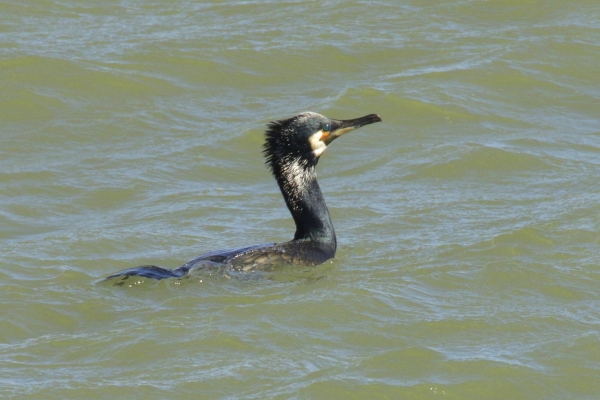 A Cormorant swims in the sea at the East Coast Nature Reserve, Wicklow