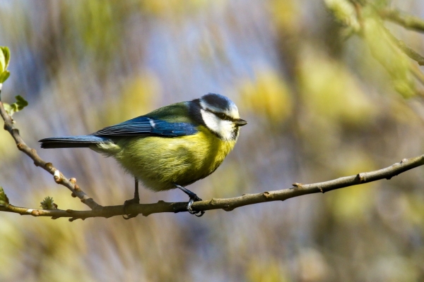 A Blue Tit on a branch with bright leaves in the background