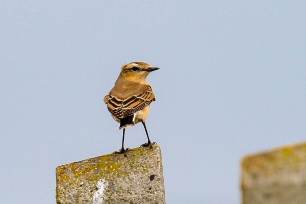 A Wheatear on a concrete fence post, ECNR Wicklow