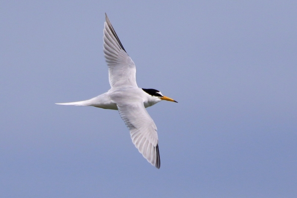 A Little Tern flying along the beach at East Coast Nature Reserve