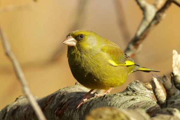 A Greenfinch perched on a tree branch at East Coast Nature Reserve