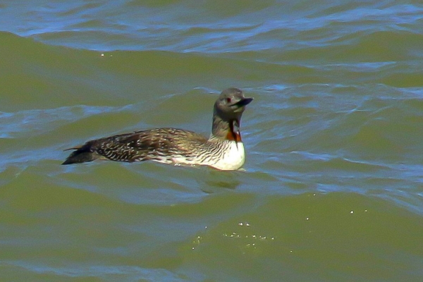 Red Throated Diver in the sea at Newcastle, County Wicklow