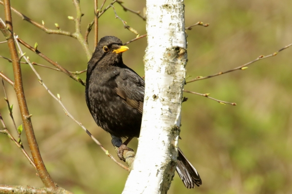 A Blackbird perched in a tree at East Coast Nature Reserve, Wicklow