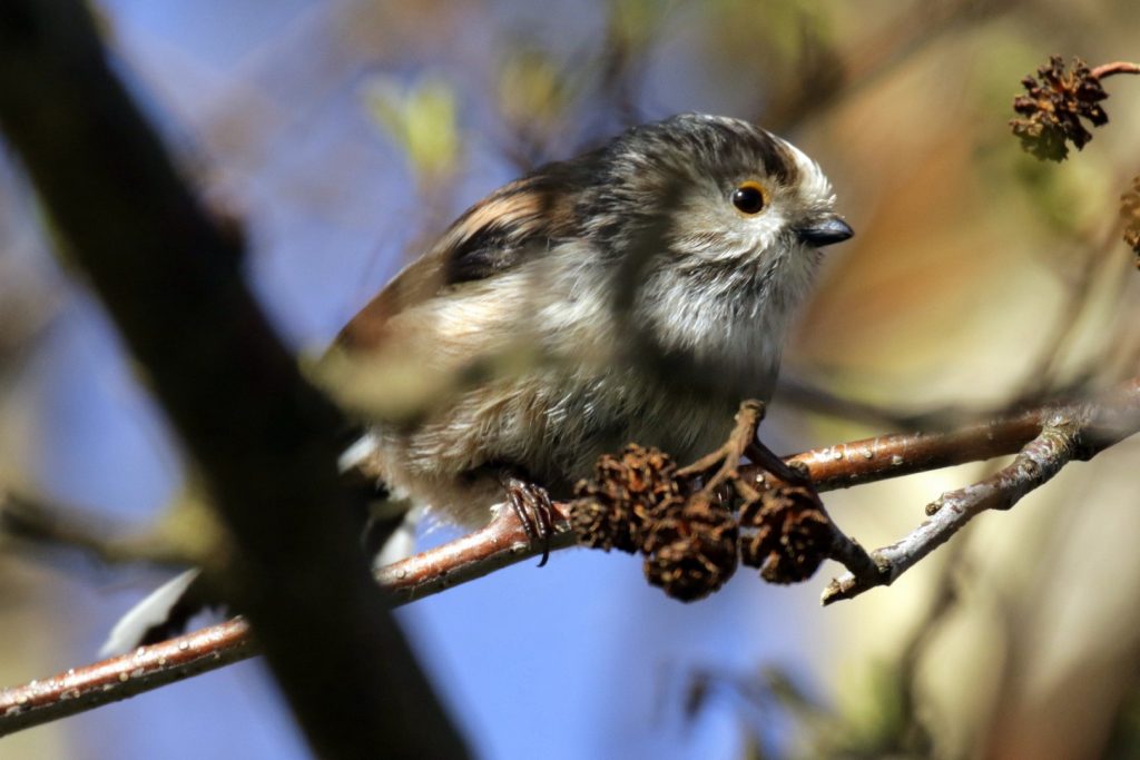 bird watching ireland