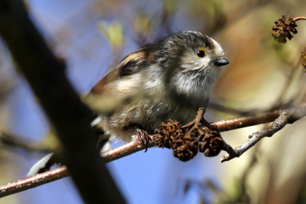 A Long Tailed Tit foraging in the trees at East Coast Nature Reserve, Wicklow