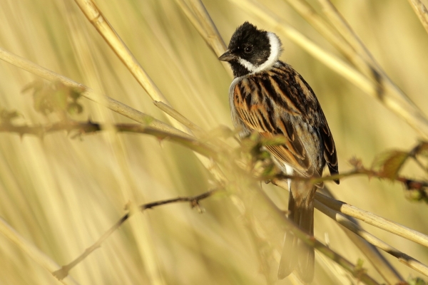 A Reed Bunting clings to some reeds at the East Code Nature Reserve