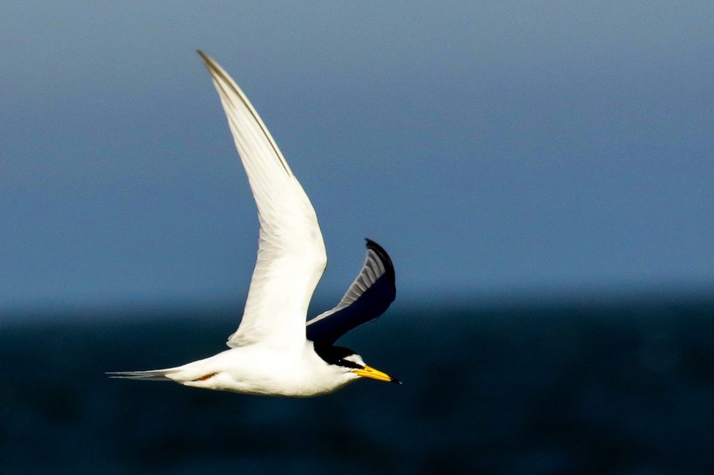 Little Tern Victor Garland