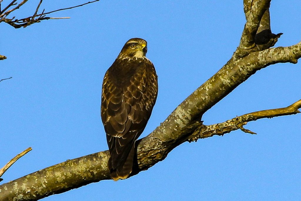bird watching Wicklow