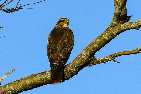 A Buzzard perched in a tree at the East Coast Nature Reserve, Wicklow