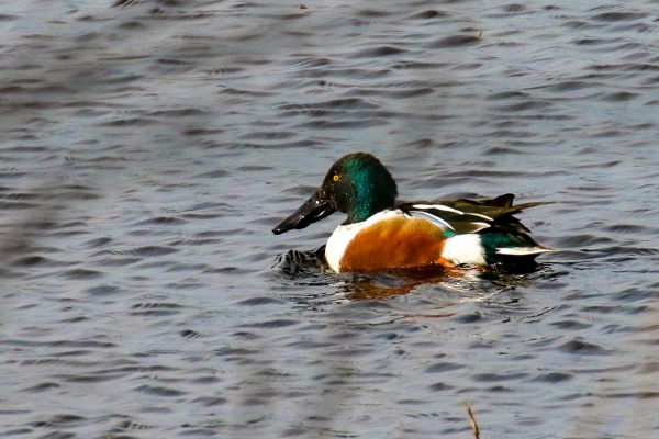 A Shoveller swims in flooded reed beds at the East Coast Nature Reserve