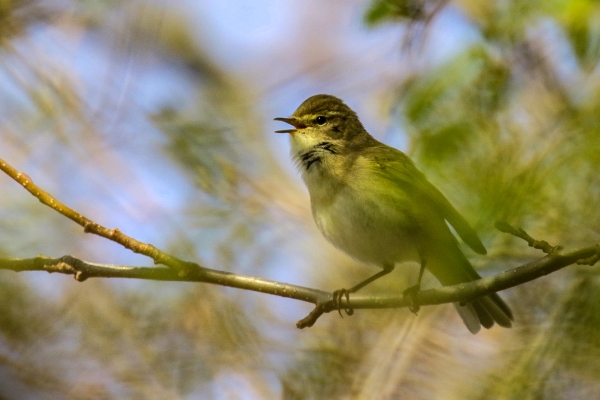Chiffchaff singing from a tree branch at the East Coast Nature Reserve, Wicklow