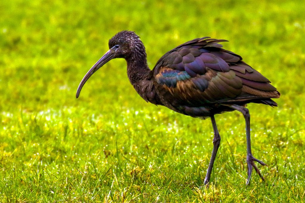 bird watching leinster