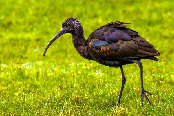 A Glossy Ibis, rare visitor to Ireland, at East Coast Nature Reserve