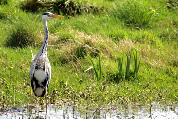 Grey Heron foraging in shallow water at East Coast Nature Reserve
