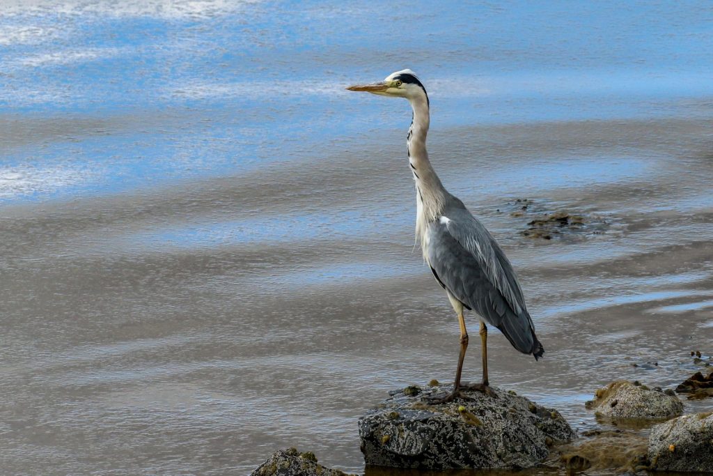 Bird Watching Great South Wall Dublin