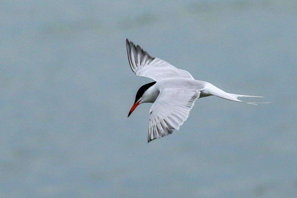 Bird Watching Great South Wall Dublin