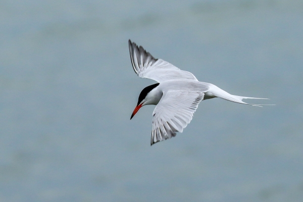 A Common Tern at the Great South Wall, Dublin