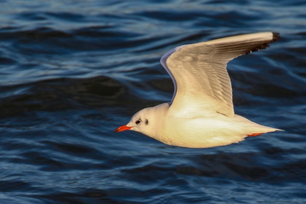 A Black Headed Gull at the Great South Wall, Dublin