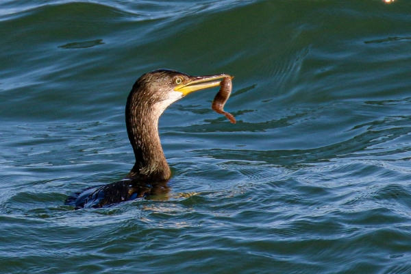 A Cormorant with a worm at the Great South Wall, Dublin