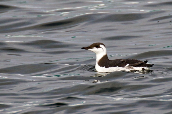 A Guillemot swims in a calm sea water at the Great South Wall, Dublin