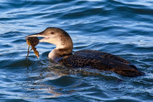 A Great Northern Diver at the Great South Wall, Dublin