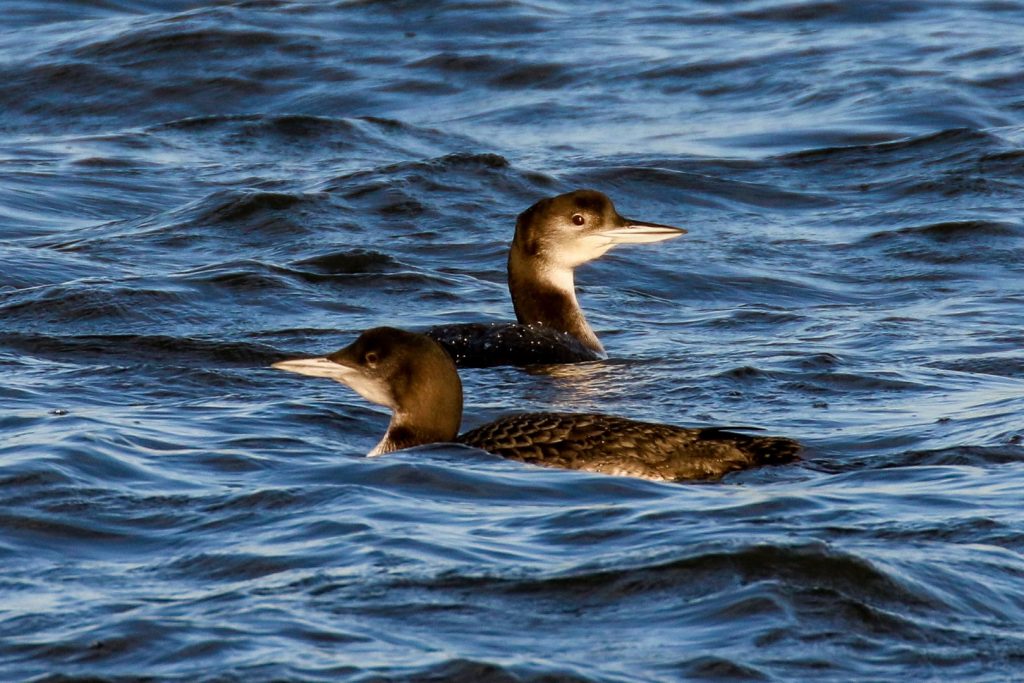 Great Northern Divers at the Great South Wall, Dublin
