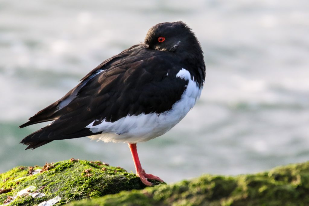 Bird Watching Great South Wall Dublin