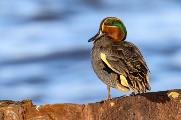A Male Teal sits on an old pier wall at Great South Wall Dublin