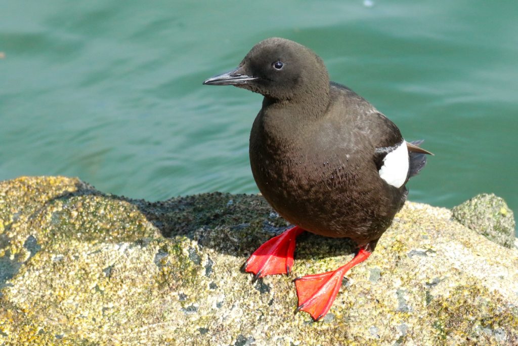 Bird Watching Great South Wall Dublin