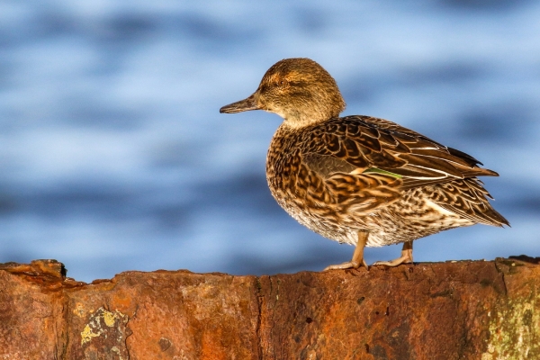 A Female Teal sits on an old pier wall at Great South Wall Dublin