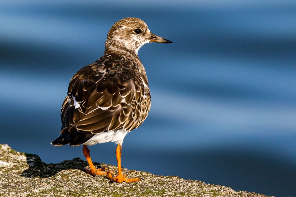 Bird Watching Great South Wall Dublin