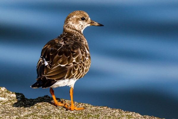 A Turnstone at the Great South Wall, Dublin