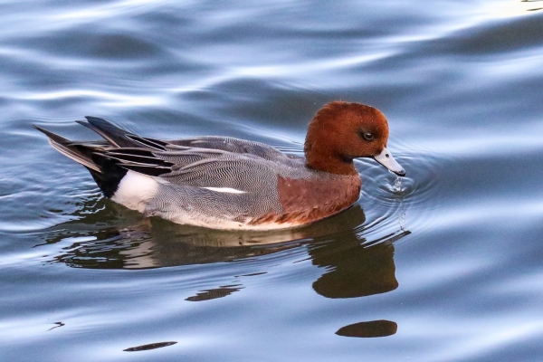 A Male Wigeon at the Great South Wall, Dublin