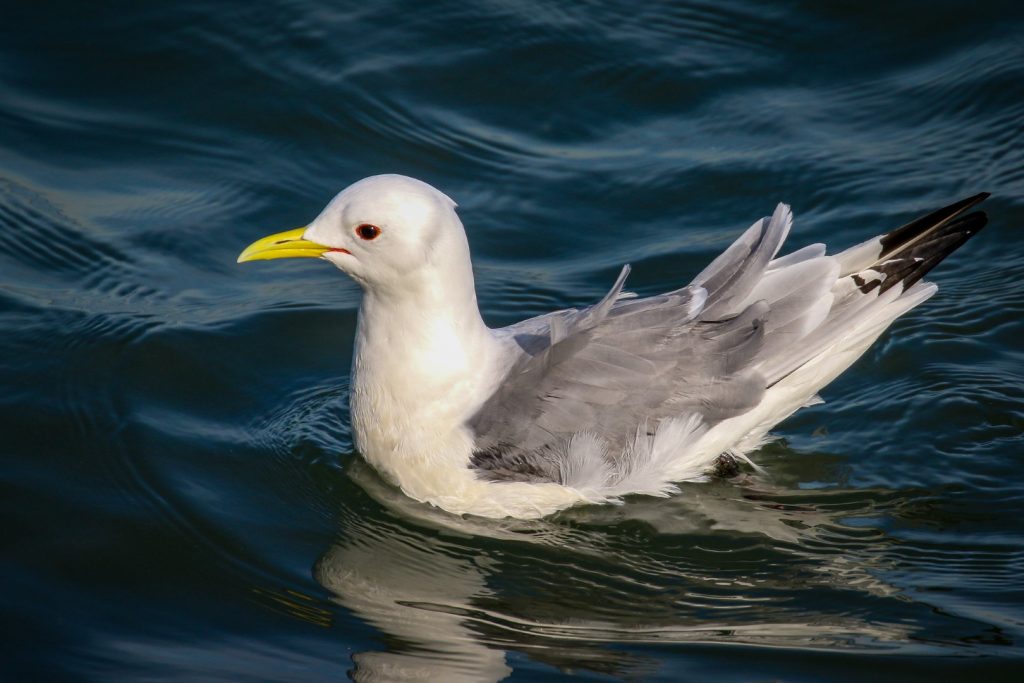 bird watching ireland