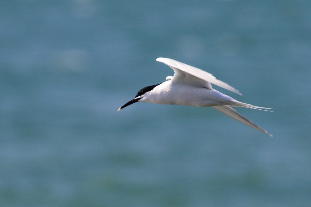 Bird Watching Great South Wall Dublin