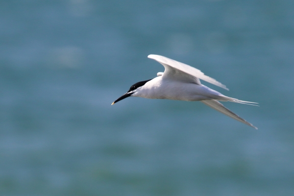 A Sandwich Tern in flight over the Great South Wall, Dublin