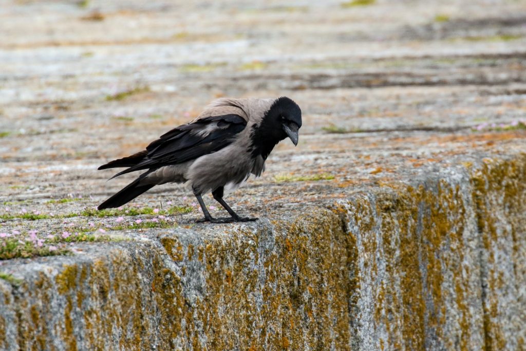 Bird Watching Great South Wall Dublin