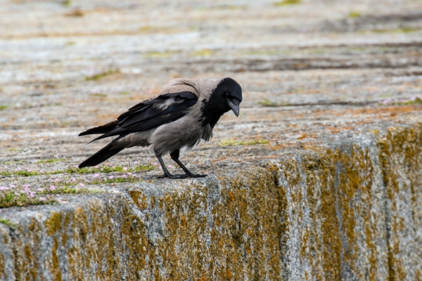 A Hooded Crow at the Great South Wall, Dublin