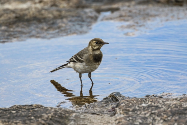 A Pied Wagtail at the Great South Wall, Dublin