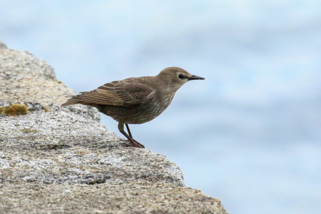 Bird Watching Great South Wall Dublin