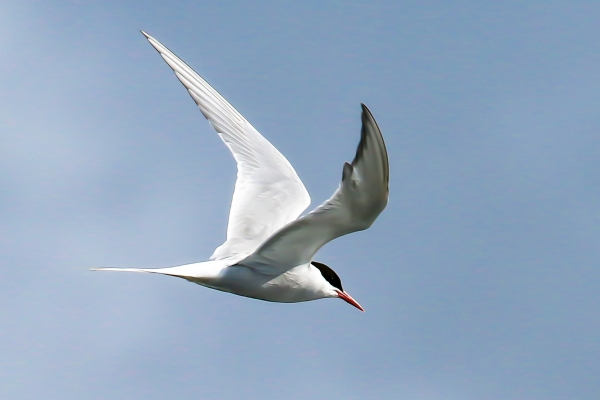 Arctic Tern in flight