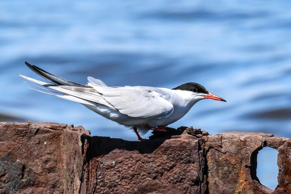 Common Tern sits on an old pier at the Great South Wall, Dublin