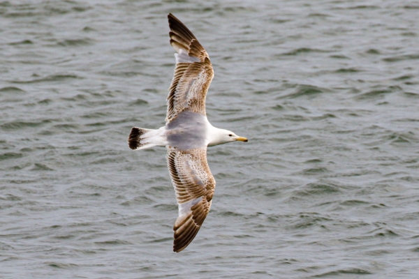 A Herring Gull at the Great South Wall, Dublin