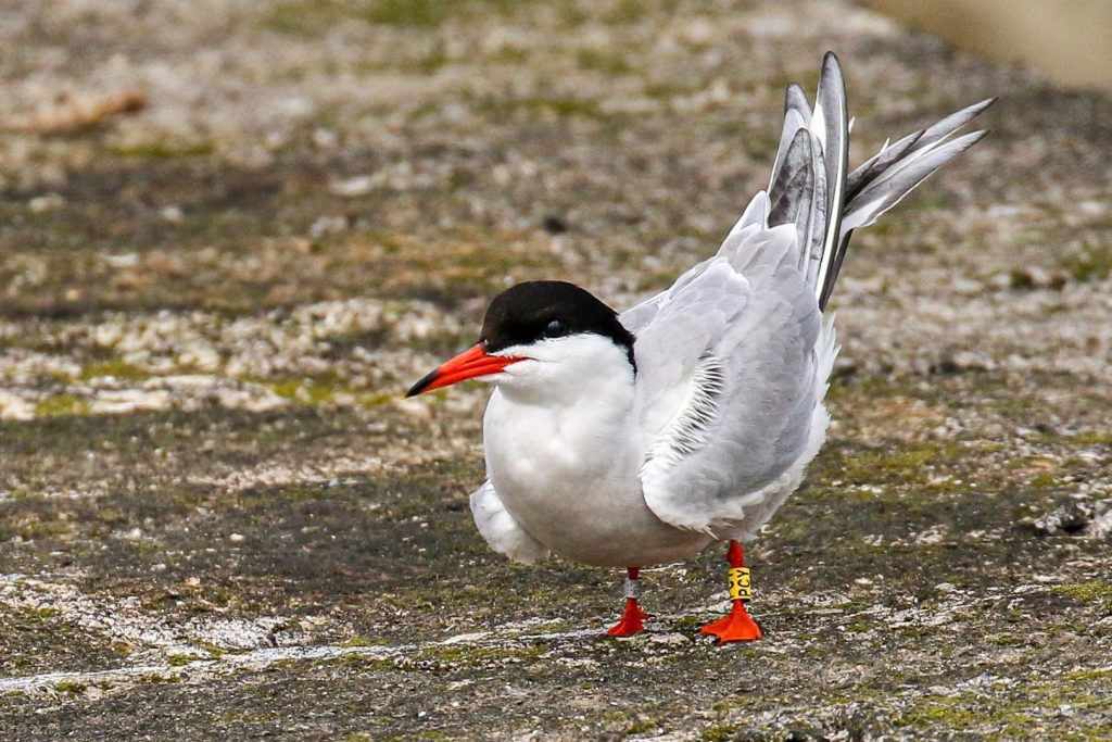 A Common Tern rests on the Great South Wall in Dublin